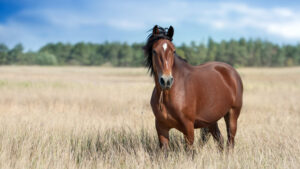 Horse outdoor on pasture